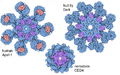 Apoptosomes