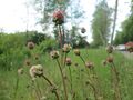 Thumbnail for version as of 02:08, 7 June 2026