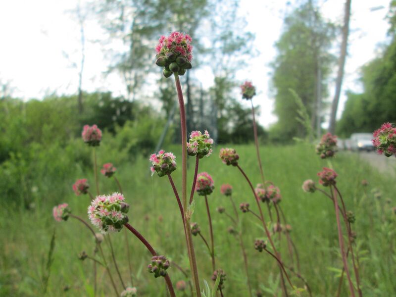 File:20200427Sanguisorba minor1.jpg
