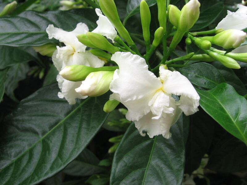 File:Tabernaemontana divaricata - JBM.jpg