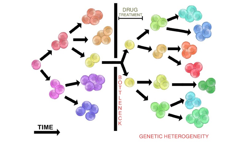 File:Tumour heterogeneity treatment bottleneck.pdf