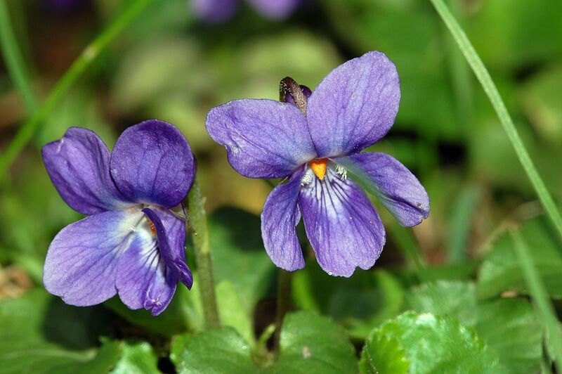 File:Viola odorata fg01.JPG