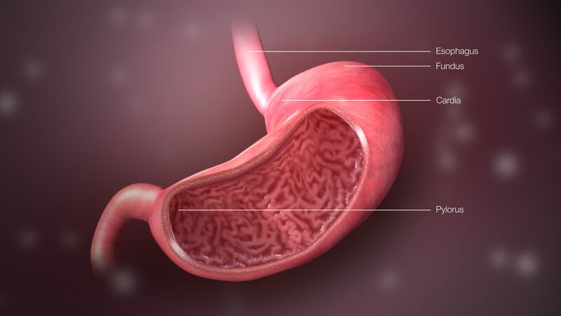 File:3D Medical Animation Stomach Structure.jpg
