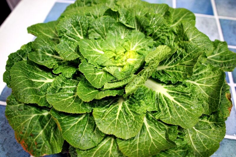 File:Bomdong cabbage.jpg