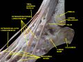 Extensor hallucis longus muscle