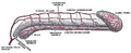 Cross-section of the penis