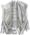 Iliohypogastric nerve and surrounding structures