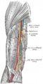 Gray's Anatomy Plate 525