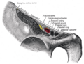 Lumboinguinal nerve