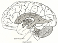 Gray's anatomy illustration of ventricles