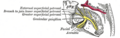 Facial nerve distribution