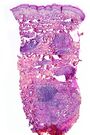 Thumbnail for version as of 22:25, 8 June 2026