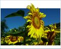 Thumbnail for version as of 22:36, 8 June 2026