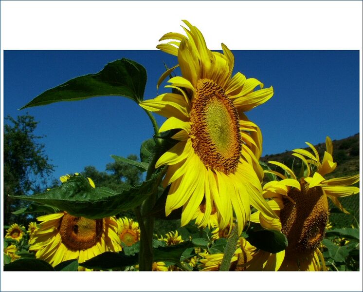 File:Sonnenblume-hjf.jpg