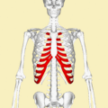 Position of the costal cartilages (shown in red). Animation.
