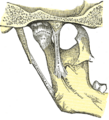 Anatomy of the temporomandibular joint