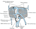 Vitelline veins