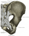 Pelvic outlet ligaments