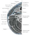 Muscles of the neck. Lateral view.
