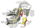 Inferior alveolar artery