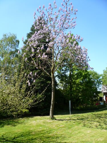 File:Paulownia tomentosa.jpg