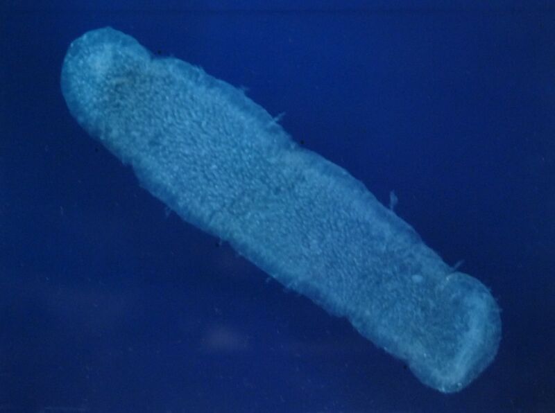 File:Pyrosoma atlanticum.JPG