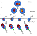 Thumbnail for version as of 03:32, 5 June 2026