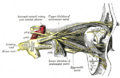 Zygomatic nerve anatomy