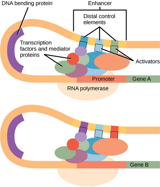 File:Figure 16 04 01.jpg