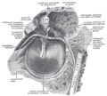 Eustachian tube in relation to the ear