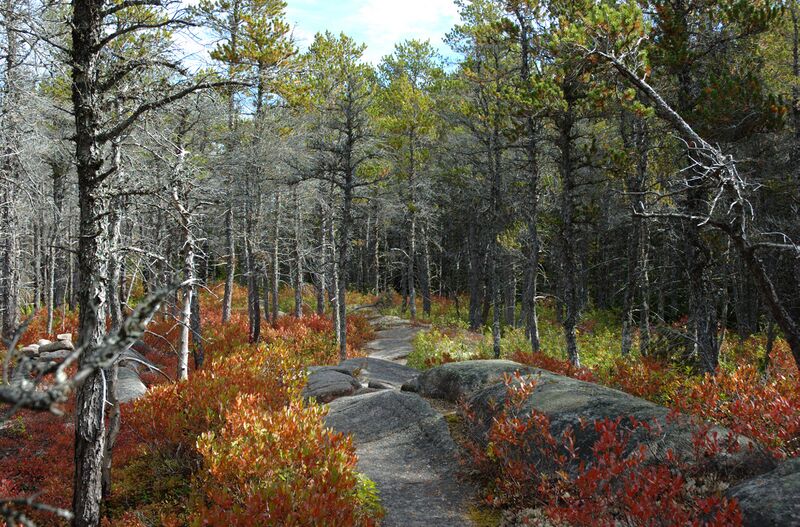 File:Pinus banksiana forest.jpg