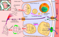 Thyroid hormone synthesis process