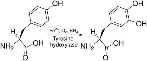 File:Tyrosine to L-DOPA reaction TH.svg