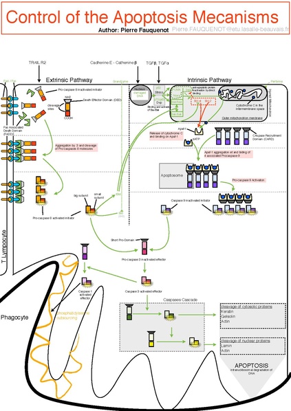 File:Control Of The Apoptosis Mecanisms.pdf