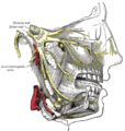 Zygomaticofacial nerve - Image 1