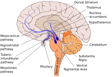 File:Tuberoinfundibular pathway.svg