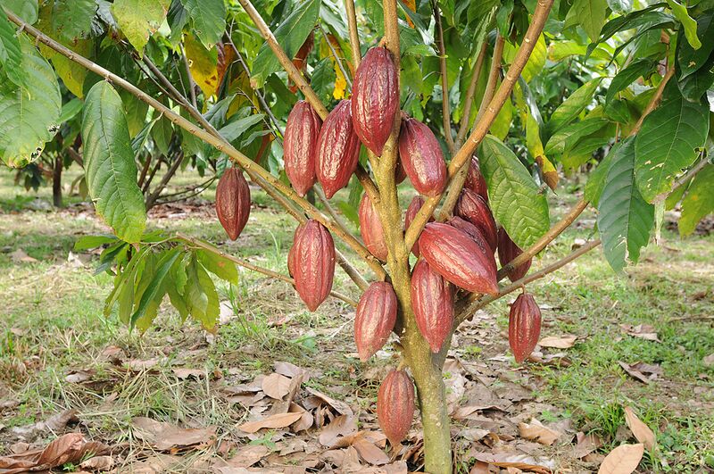 File:Árbol Cacao.JPG