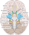 Inferior view of the human brain, with the cranial nerves labelled.