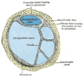 Thumbnail for version as of 17:28, 18 May 2026
