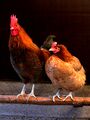 Male and female chicken sitting together