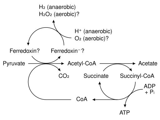 File:Hydrogenosom.svg