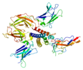 IL-2 receptor gamma chain