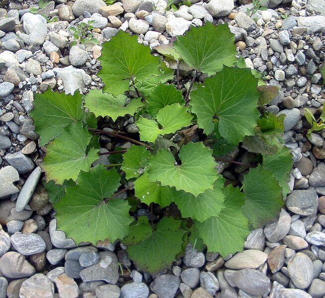 File:Planta prundul dambovitei.jpg