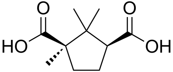 File:Camphoric acid.png