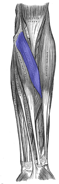 File:Pronator-teres.png