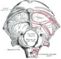 Jugular tubercle - Image 1