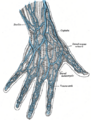 Superficial veins on the dorsum of the hand.