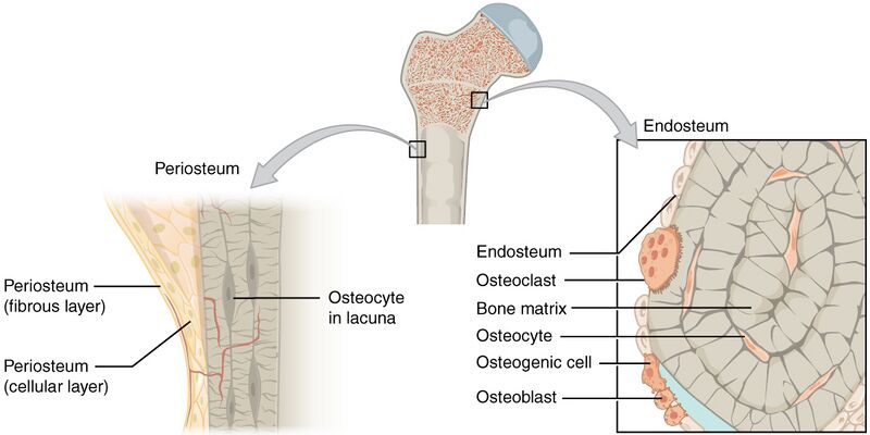 File:607 Periosteum and Endosteum.jpg