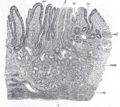 Gray's Anatomy illustration of the stomach