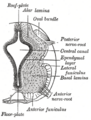 Cross-section of the spinal cord illustrating the alar plate.